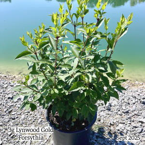 September 2025 3g Lynwood Gold Forsythia Single Website